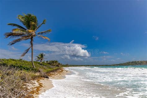 The naturist beach of Anse Trabaud in Martinique